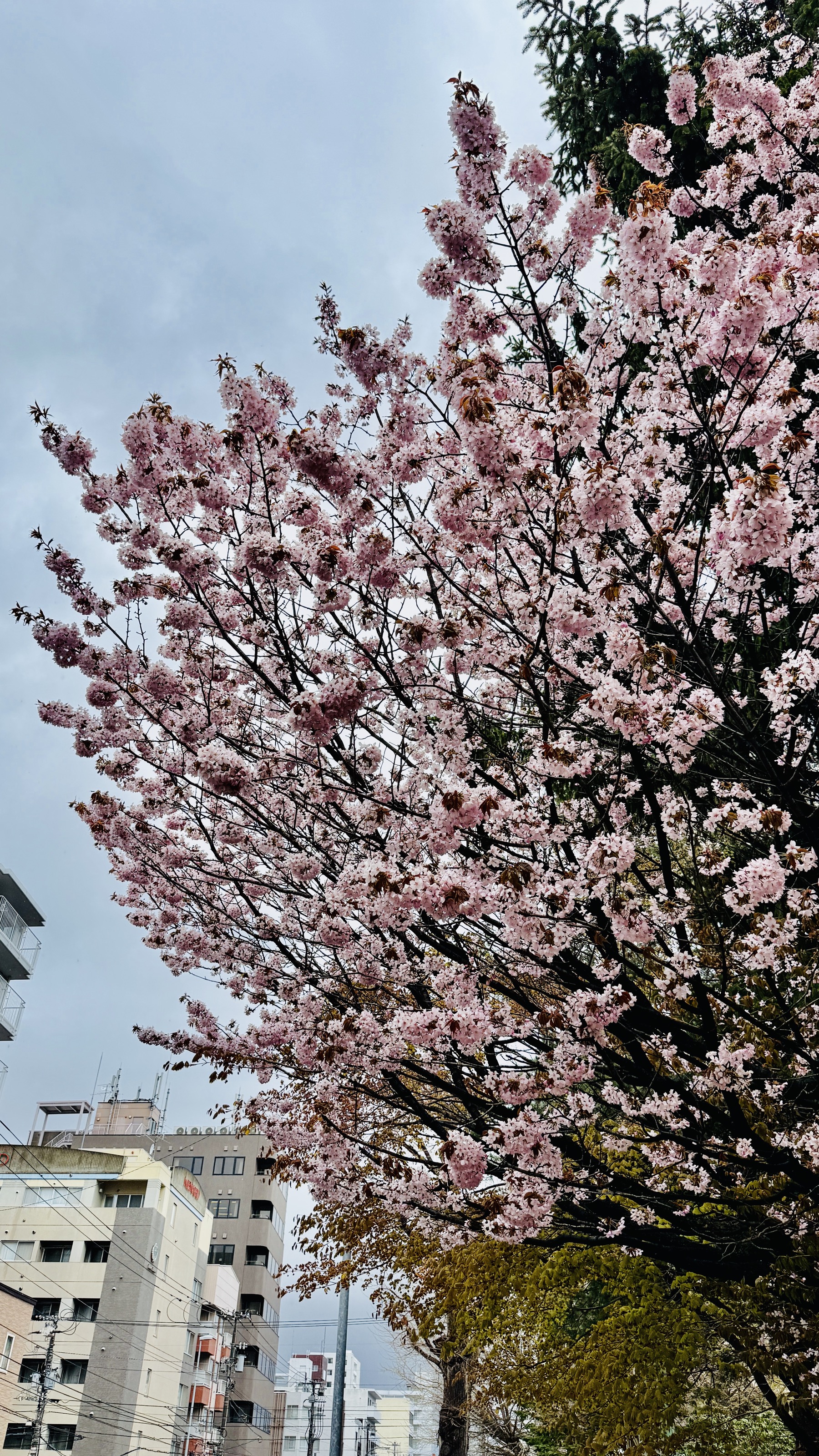 西18丁目で見つけた早咲きの桜