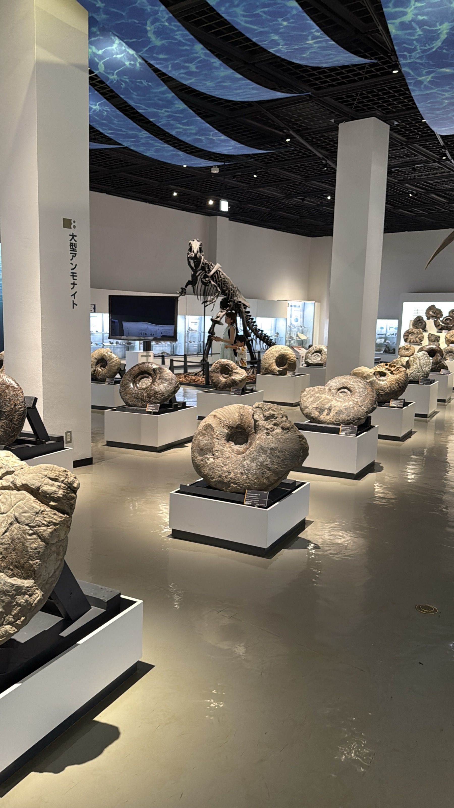 メインホールを別角度から。「大型アンモナイト」と書かれた柱の奥に恐竜の骨格標本も見える展示室全景