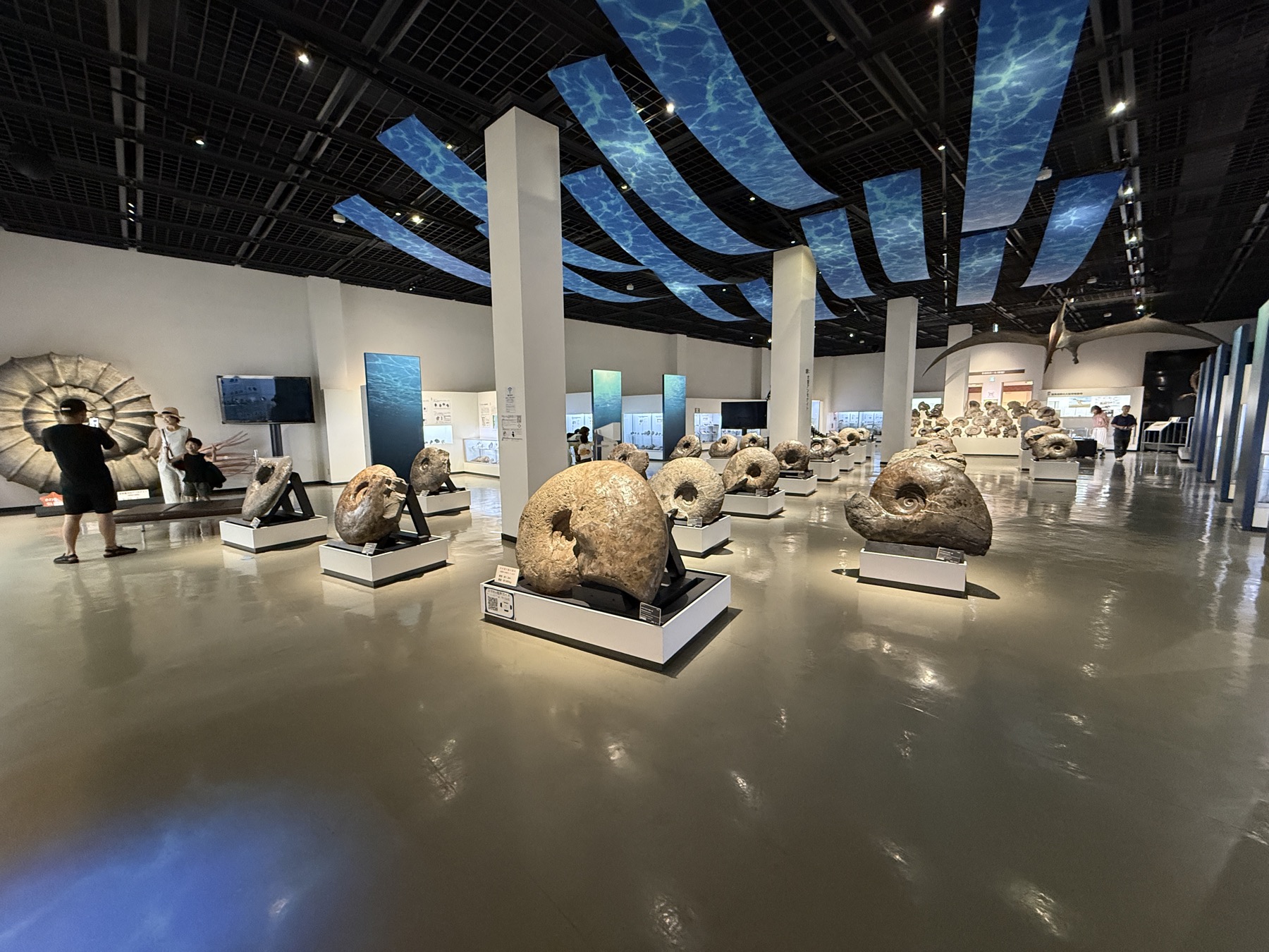 三笠市立博物館メインホール。海をモチーフにした青い天井の下、大型アンモナイト化石がいくつもの台座にズラリと並ぶ