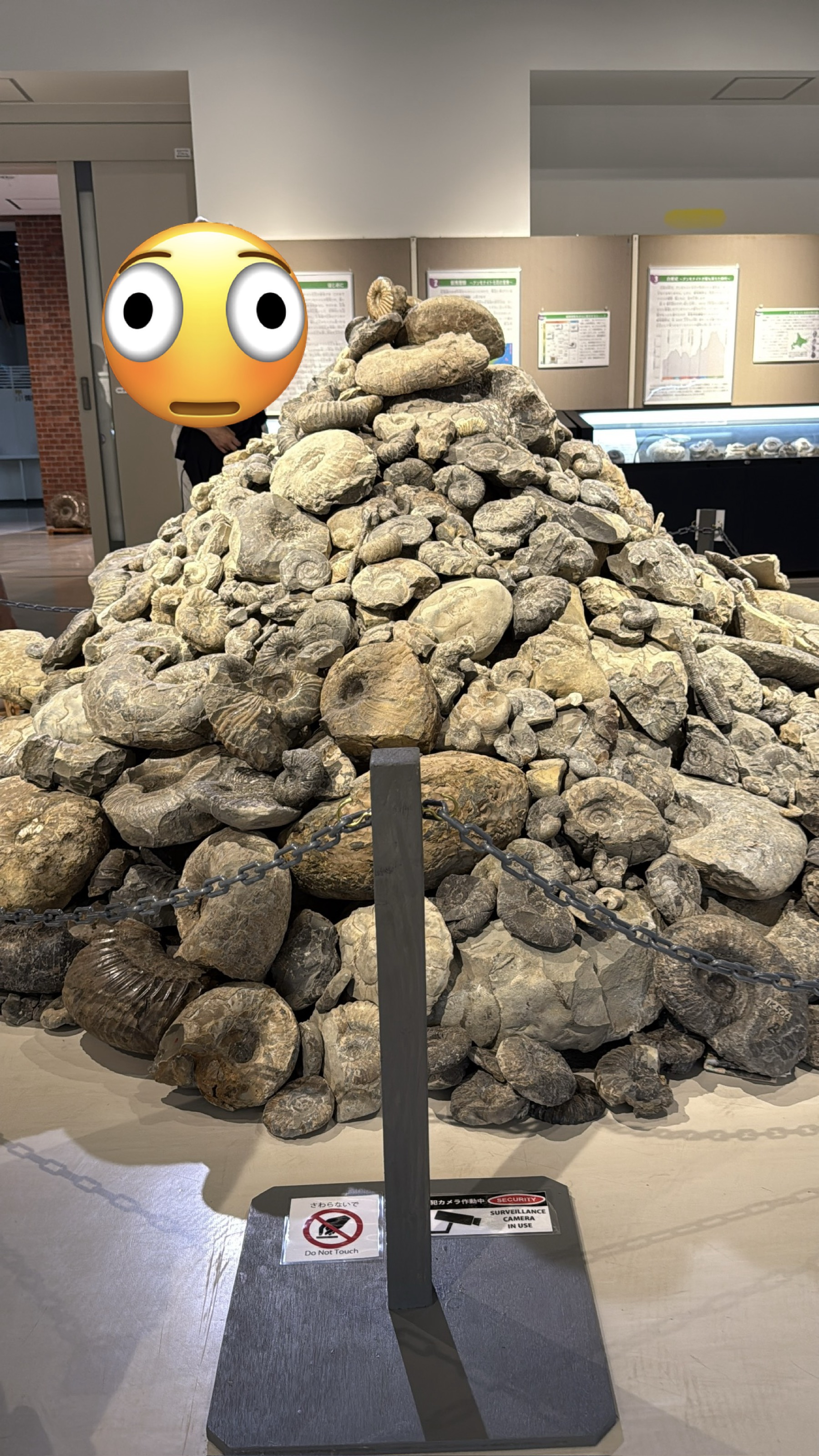 特別展「アンモナイトの山」。アンモナイトの化石が文字通り円錐状に山積みになって展示されている圧巻のコーナー