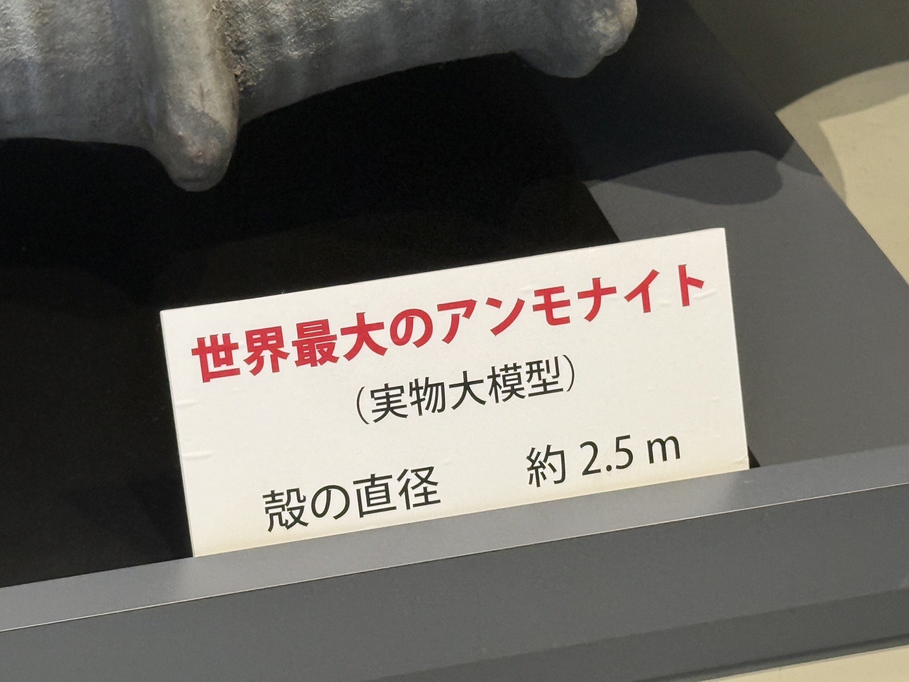 展示のキャプション。「世界最大のアンモナイト（実物大模型）殻の直径 約2.5m」と記載されている